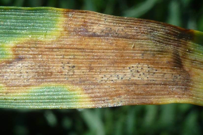 Septoria Leaf Blotch